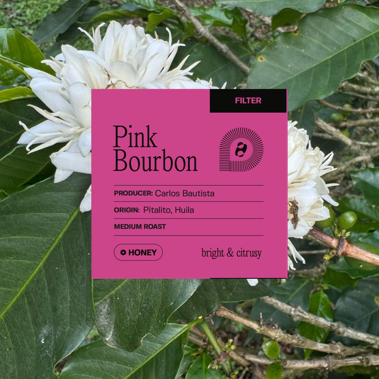 Pitalito - Pink Bourbon - Honey (Filter)