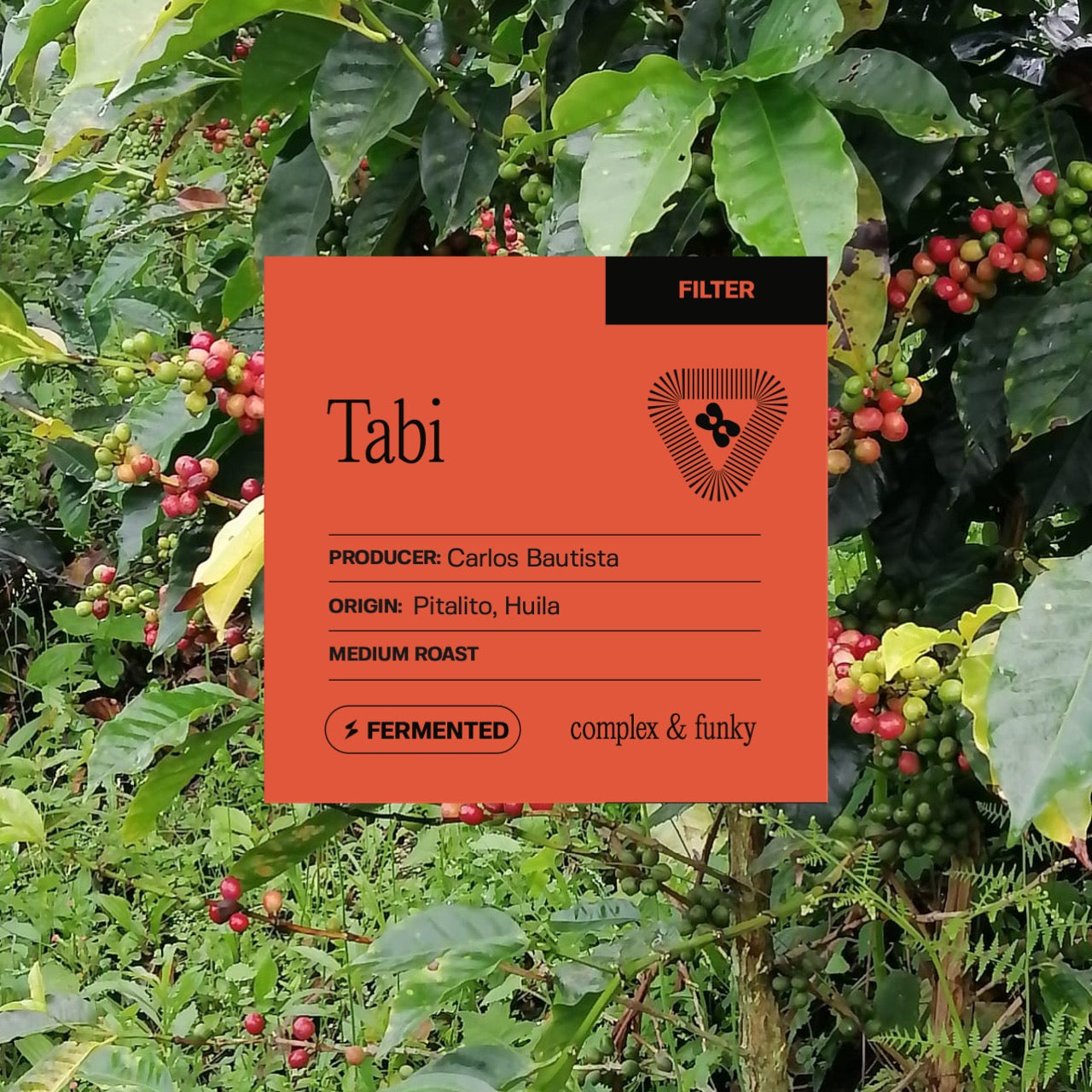 Pitalito - Tabi - Anaerobic (Filter)